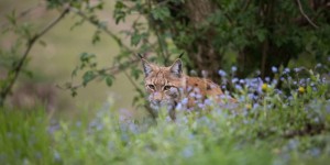 Beitragsbild des Blogbeitrags Frühlingserwachen im Tierpark Rosegg
