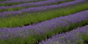 Beitragsbild des Blogbeitrags Wo es die schönsten Lavendelfelder in Österreich gibt 