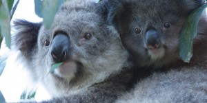 Beitragsbild des Blogbeitrags Abhängen und schlafen wie die Koalas 