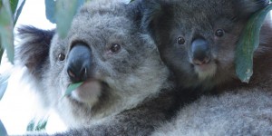 Beitragsbild des Blogbeitrags Abhängen und schlafen wie die Koalas