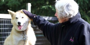 Beitragsbild des Blogbeitrags Mary Shields – die erste Frau, die es beim Iditarod-Rennen durchs Ziel schaffte