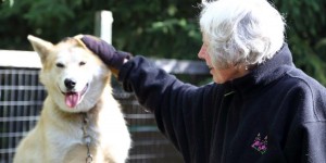 Beitragsbild des Blogbeitrags Mary Shields – die erste Frau, die es beim Iditarod-Rennen durchs Ziel schaffte 