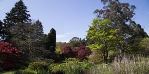 Beitragsbild des Blogbeitrags Mount Usher Gardens: Irlands Wald voller Wunder 