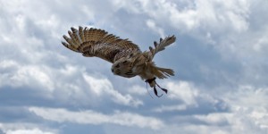 Beitragsbild des Blogbeitrags Burg Landskron und ihre Adler 