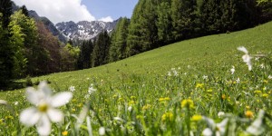 Beitragsbild des Blogbeitrags Wanderwege in Kärnten – wo die schönsten Blumen blühen 