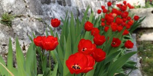 Beitragsbild des Blogbeitrags Blumenfrühling in Friaul: Ausflugstipps für Gärten und Schlösser 