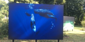 Beitragsbild des Blogbeitrags Das große Schauen: Fotofestival La Gacilly in Baden bei Wien
