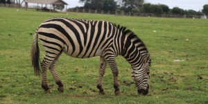 Beitragsbild des Blogbeitrags Istrien: Tierisches auf den Brioni-Inseln und Action in Pazin 