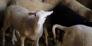 Beitragsbild des Blogbeitrags Käse-Pioniere aus Kärnten