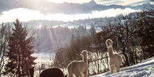 Beitragsbild des Blogbeitrags 21 Ideen für den Winterurlaub in Kärnten