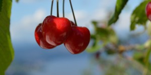 Beitragsbild des Blogbeitrags Die roten Früchte der Adria