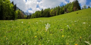 Beitragsbild des Blogbeitrags Wandern im Bärental: Auf zur Narzissenwiese 