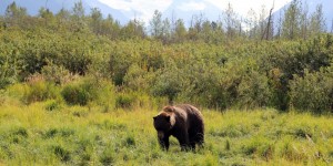 Beitragsbild des Blogbeitrags Ein Sommer in Alaska