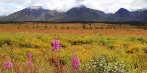 Beitragsbild des Blogbeitrags Abenteuer in Alaska