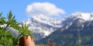 Beitragsbild des Blogbeitrags Kräuterkraft in Kärnten