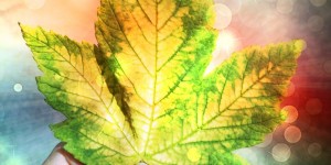 Beitragsbild des Blogbeitrags bunter Herbst 