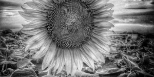 Beitragsbild des Blogbeitrags Sonnenblume in schwarz/weiß 