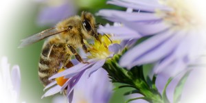 Beitragsbild des Blogbeitrags Herbstbiene – die letzte Kämpferin… 