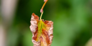 Beitragsbild des Blogbeitrags was übrig blieb… 