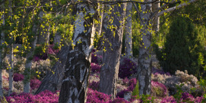 Beitragsbild des Blogbeitrags Kurpark Oberlaa