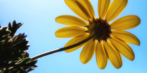 Beitragsbild des Blogbeitrags Immer der Sonne entgegen