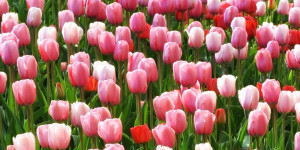 Beitragsbild des Blogbeitrags Tulpenmeer