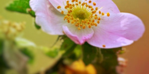 Beitragsbild des Blogbeitrags ein bisschen bunte Natur