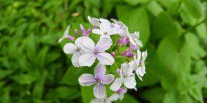 Beitragsbild des Blogbeitrags eine Blüte