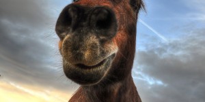 Beitragsbild des Blogbeitrags Wenn Pferde lächeln 
