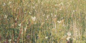 Beitragsbild des Blogbeitrags Visit Eugendorf