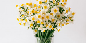 Beitragsbild des Blogbeitrags Manousakia Flowers 