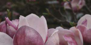 Beitragsbild des Blogbeitrags Setagaya Park
