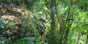 Beitragsbild des Blogbeitrags Welcome to the jungle (Koh Kong Cambodia) 