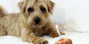 Beitragsbild des Blogbeitrags Rezept: Hunde-Muffins & Jamies 1st Birthday 