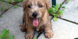 Beitragsbild des Blogbeitrags Welcome home, Jamie!