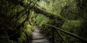 Beitragsbild des Blogbeitrags Queulat Nationalpark Chile 