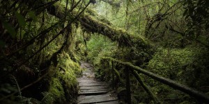 Beitragsbild des Blogbeitrags Queulat Nationalpark Chile
