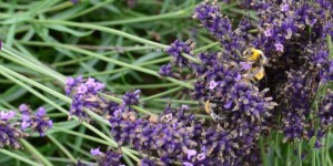 Beitragsbild des Blogbeitrags Museumsfrühling in der Tullner Gegend 2018 