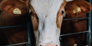 Beitragsbild des Blogbeitrags Zu Besuch am Bio-Milchviehbetrieb in Niederösterreich 