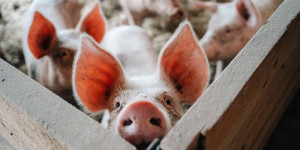 Beitragsbild des Blogbeitrags Zu Besuch am Bio-Schweinemastbetrieb 