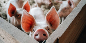 Beitragsbild des Blogbeitrags Zu Besuch am Bio-Schweinemastbetrieb