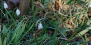 Beitragsbild des Blogbeitrags Wetterprognose aus der Natur