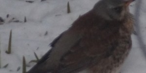 Beitragsbild des Blogbeitrags Gefiederte Freunde auf Besuch