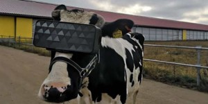 Beitragsbild des Blogbeitrags Ein Bauernhof in Russland setzt Kühen VR-Headsets auf 