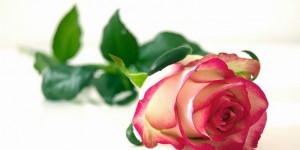 Beitragsbild des Blogbeitrags Geschenktipps für den Muttertag: