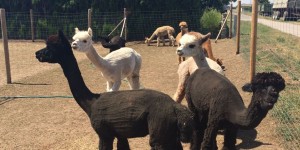Beitragsbild des Blogbeitrags Streichelzoo mal anders – Zu Besuch bei Weinviertel Alpaka