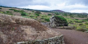 Beitragsbild des Blogbeitrags Die Sabinar Bäume auf El Hierro