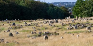 Beitragsbild des Blogbeitrags Auf den Spuren der Wikinger – Lindholm Høje bei Aalborg 