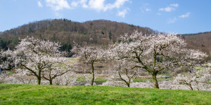 Beitragsbild des Blogbeitrags Die Wachau und ihre Schätze – Marillenblüte im Frühling 