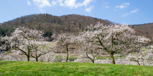 Beitragsbild des Blogbeitrags Die Wachau und ihre Schätze – Marillenblüte im Frühling